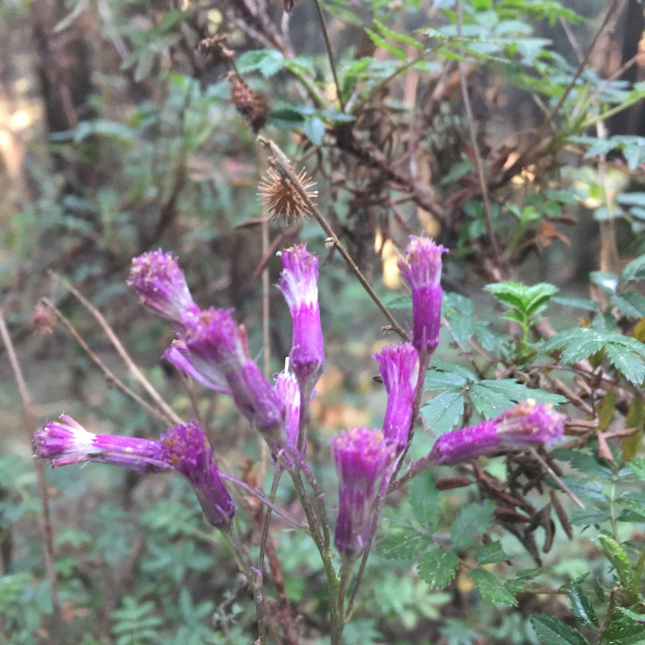 Image of Senecio callosus Sch. Bip.