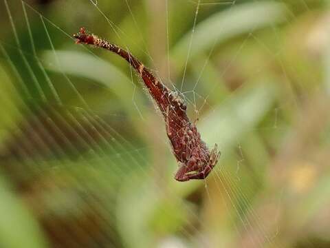 Image of Scorpion Tailed Spider