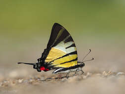 Sivun Graphium stratiotes (Grose-Smith 1887) kuva