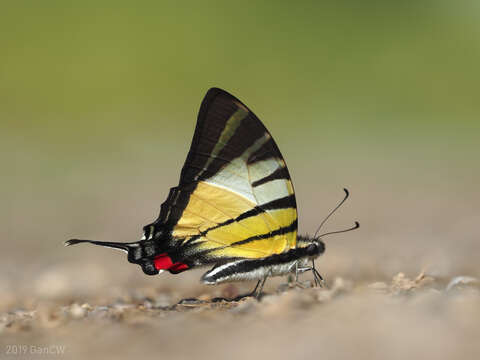 Image de Graphium stratiotes (Grose-Smith 1887)