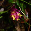 Image de Elleanthus caravata (Aubl.) Rchb. fil.