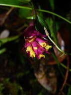 Image of Elleanthus caravata (Aubl.) Rchb. fil.