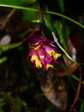 Plancia ëd Elleanthus caravata (Aubl.) Rchb. fil.