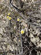 Image of Lemmon's linanthus