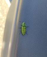 Image of Western Cedar Borer