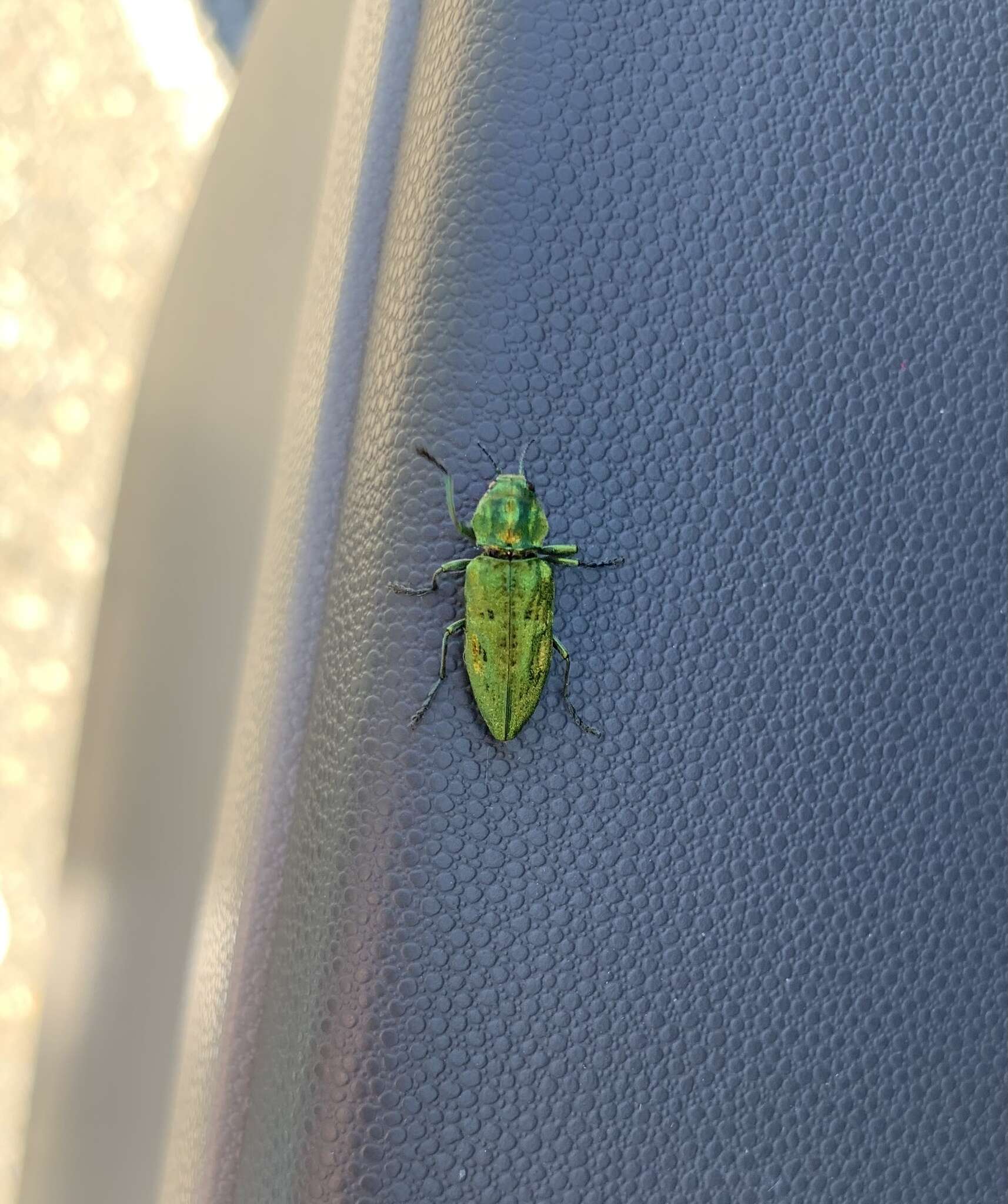 Image of Western Cedar Borer