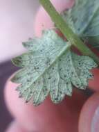 Puccinia pimpinellae (F. Strauss) Link 1824 resmi