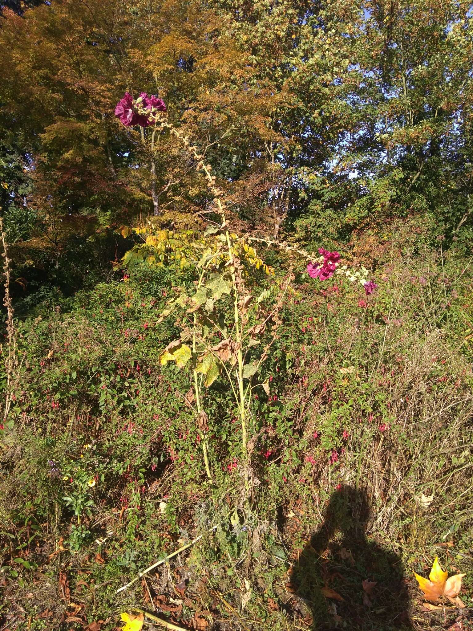 Image of hollyhock