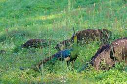 Image of Green Peafowl