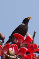 Image of Collared Myna