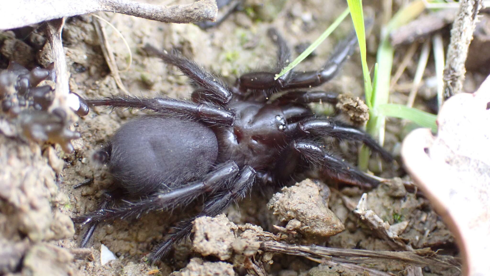 Image of Macrothelidae