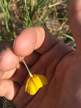 Image of tufted poppy