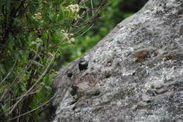 Image of White-browed Tapaculo