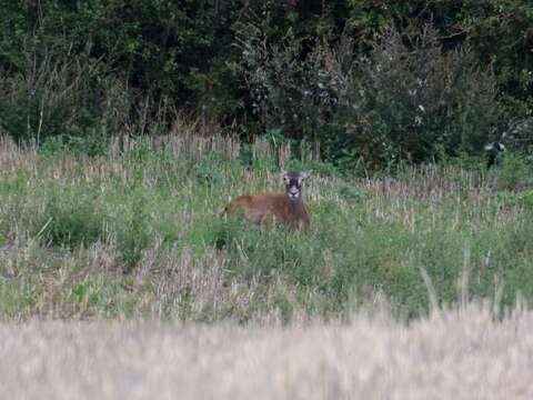 Image of European mouflon