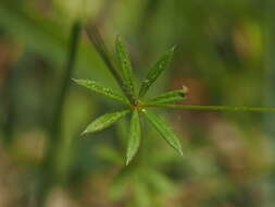 Image of Galium estebanii Sennen