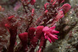 Plancia ëd Okenia atkinsonorum Rudman 2007