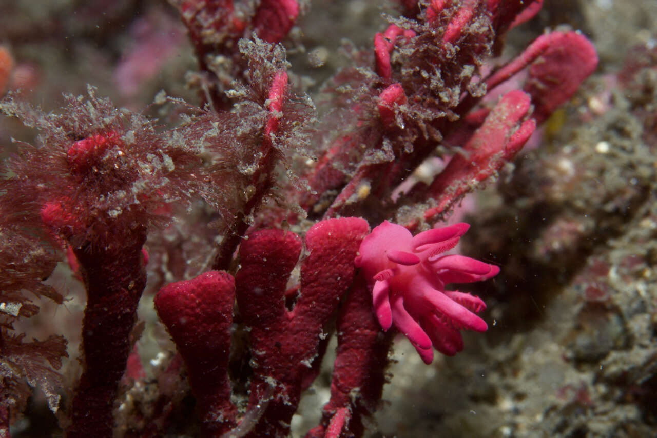 Plancia ëd Okenia atkinsonorum Rudman 2007