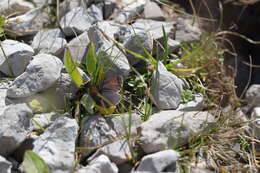 Image of Swiss Brassy Ringlet