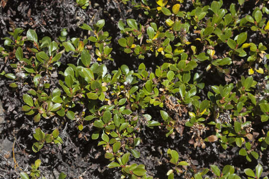 Image of Salix berberifolia Pall.