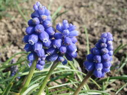 Imagem de Muscari armeniacum H. J. Veitch