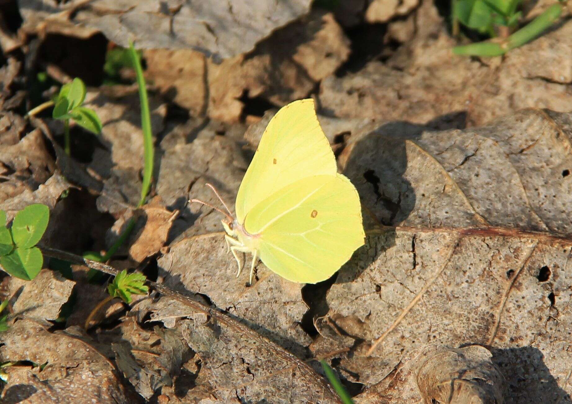 Image of Gonepteryx rhamni (Linnaeus 1758)