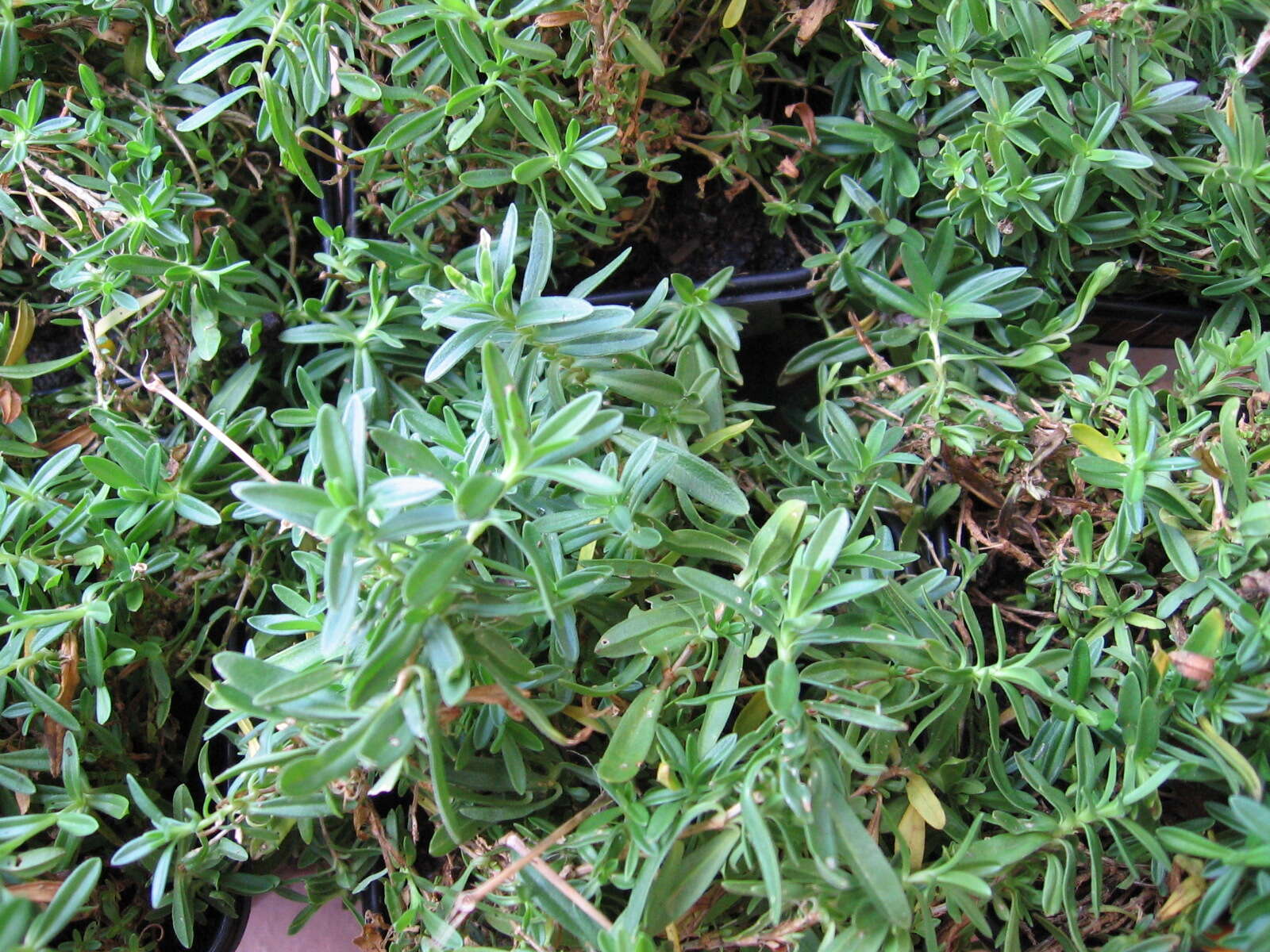 Слика од Dianthus deltoides L.