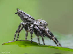 Image of Metaphidippus albopilosus (Peckham & Peckham 1901)