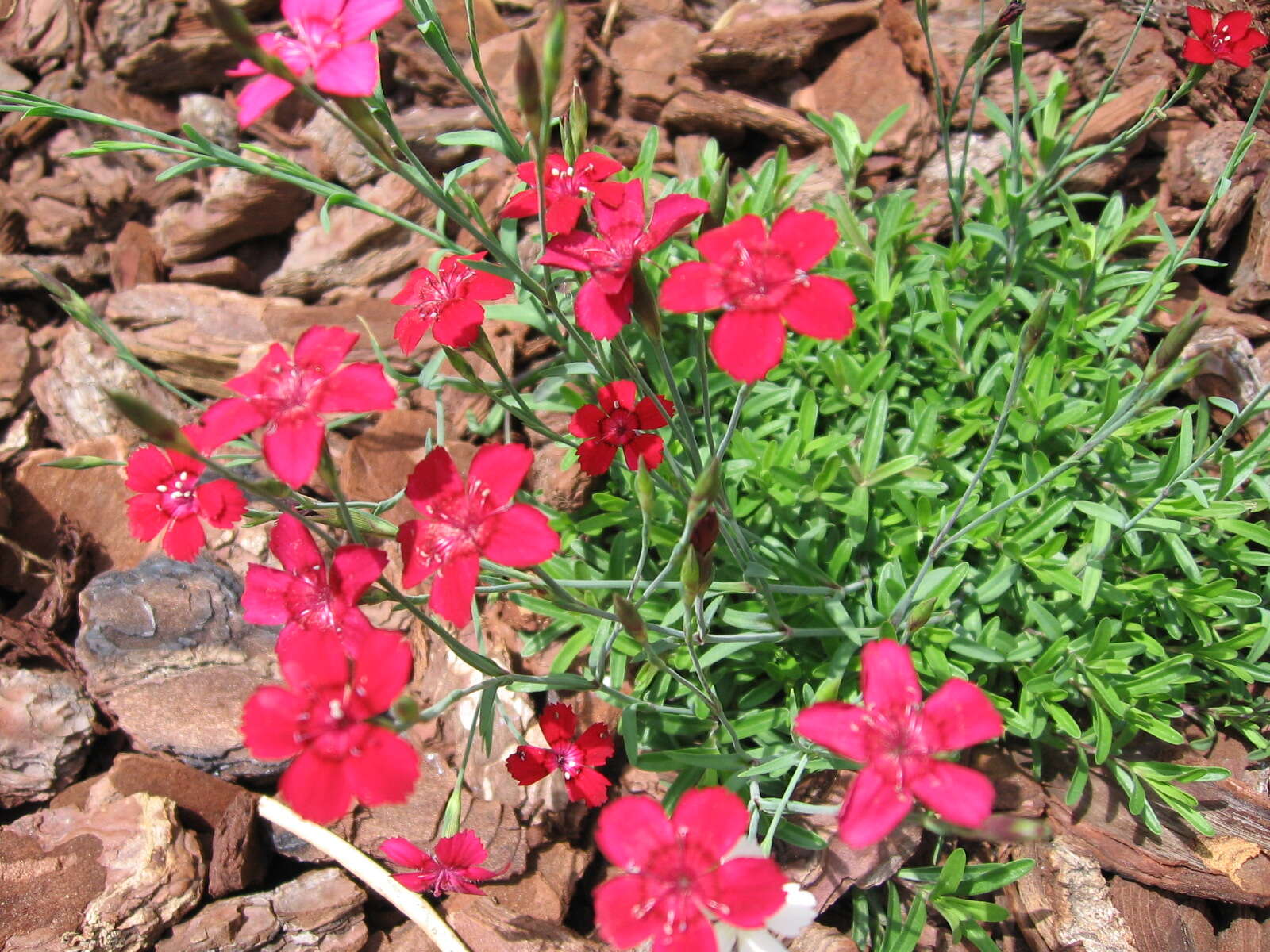 Слика од Dianthus deltoides L.