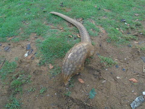 Image of tree pangolin