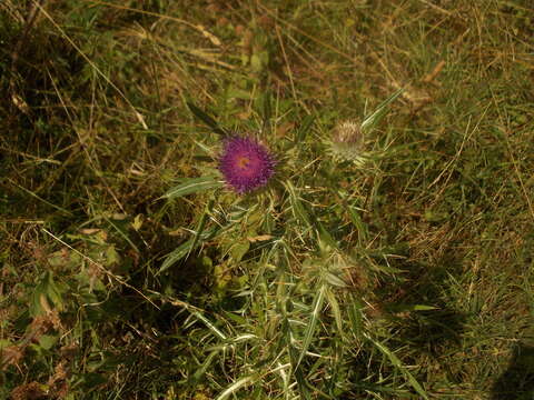 Image of Cirsium ligulare Boiss.