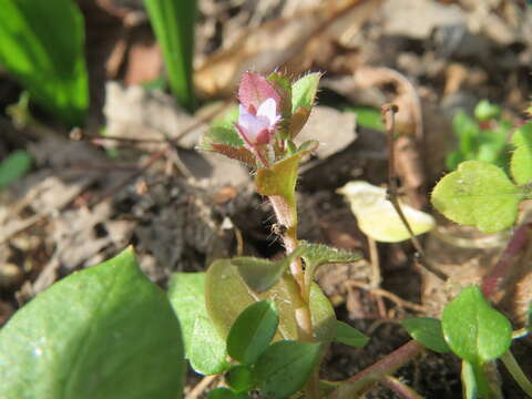 Image of ivy-leaved speedwell