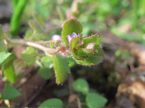 Image of ivy-leaved speedwell