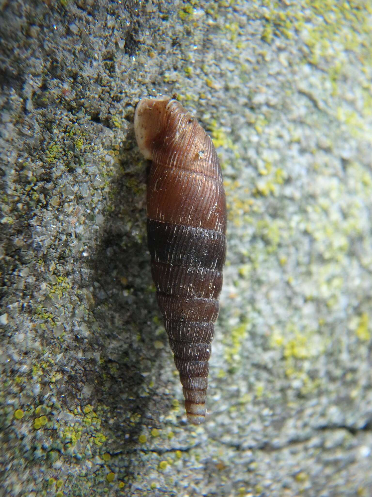 Image of Scrobifera taurica (L. Pfeiffer 1848)