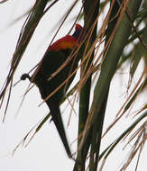 Image of Rainbow Lorikeet