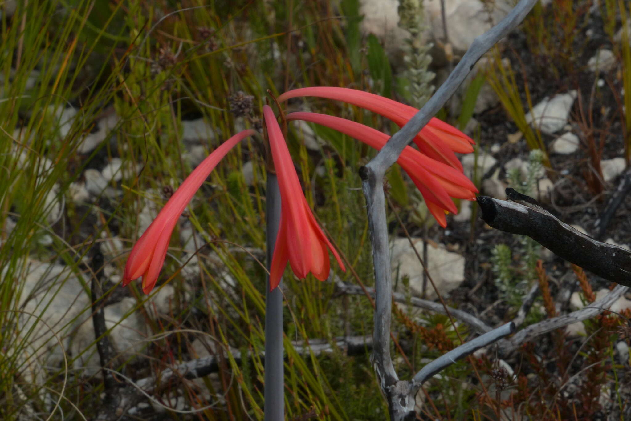 Image of Cyrtanthus fergusoniae L. Bolus