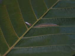 Phyllonorycter tenerella (de Joannis 1915)的圖片