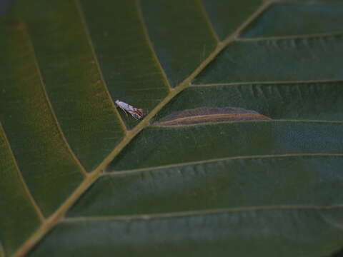 Phyllonorycter tenerella (de Joannis 1915)的圖片