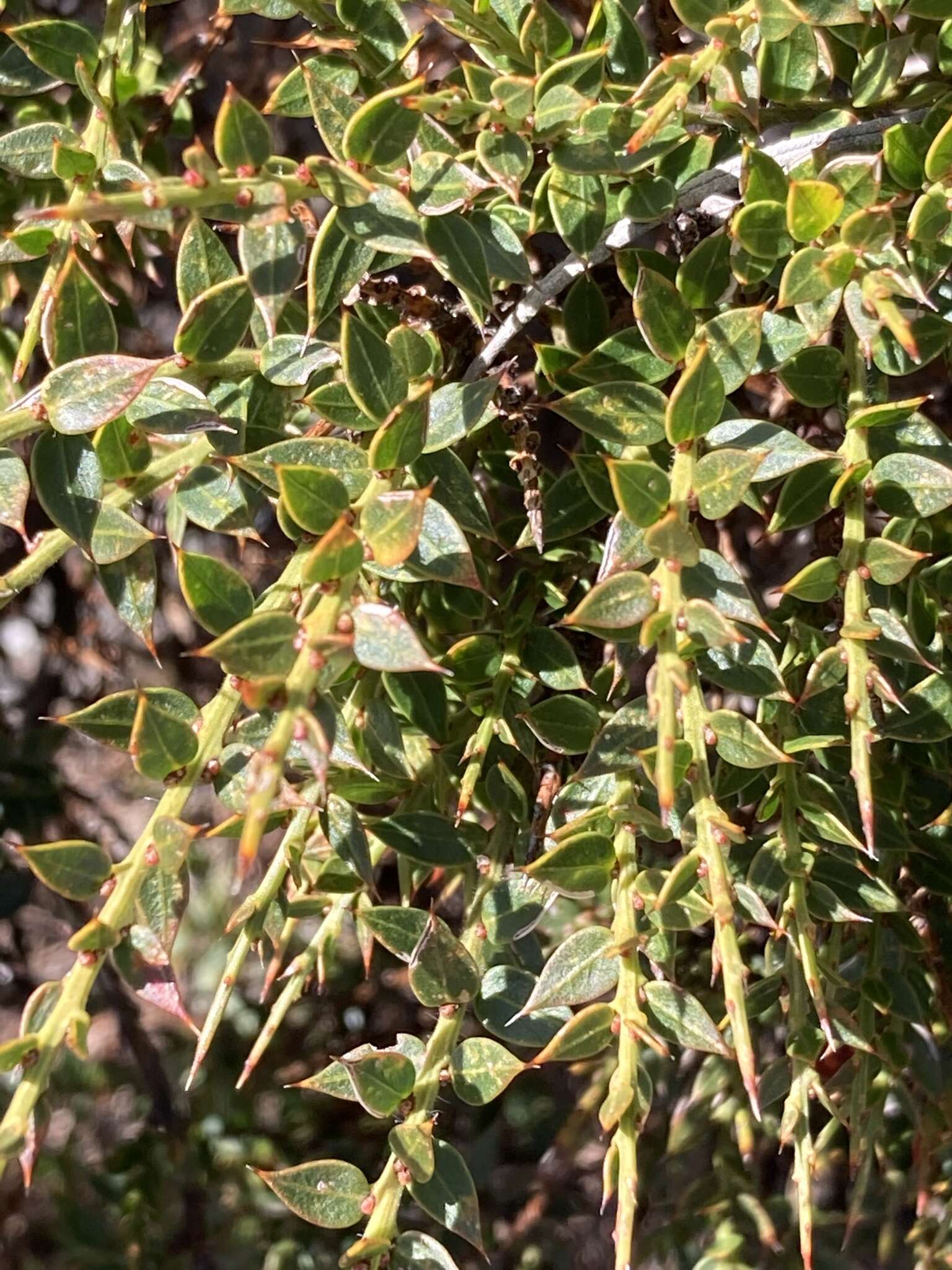 Image of <i>Daviesia ulicifolia</i> subsp. <i>ruscifolia</i>