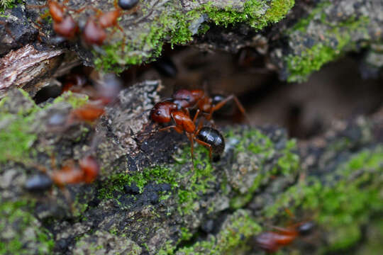 Image of Florida Carpenter Ant