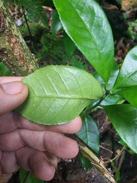 Image of Picconia excelsa (Aiton) DC.