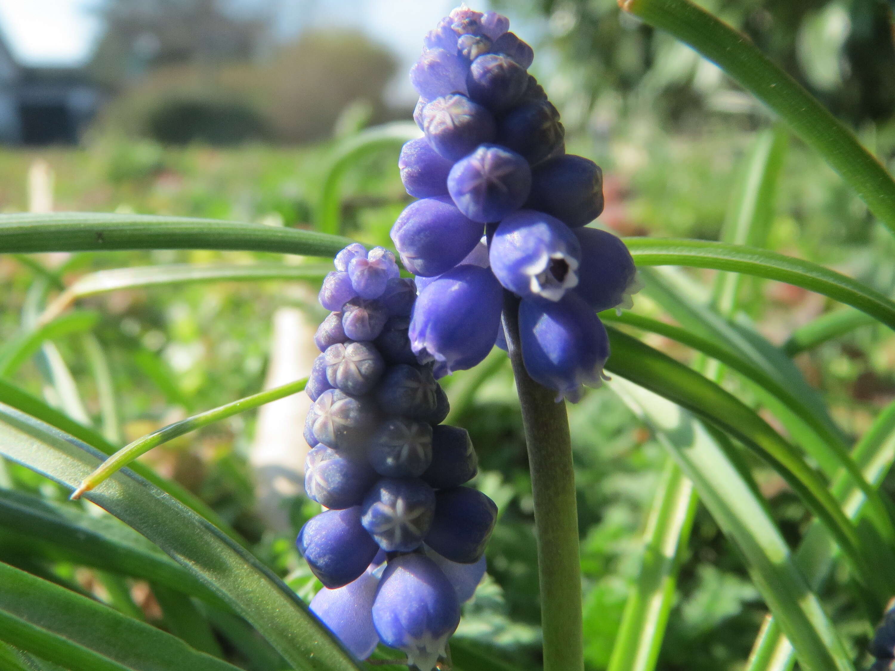 Imagem de Muscari armeniacum H. J. Veitch