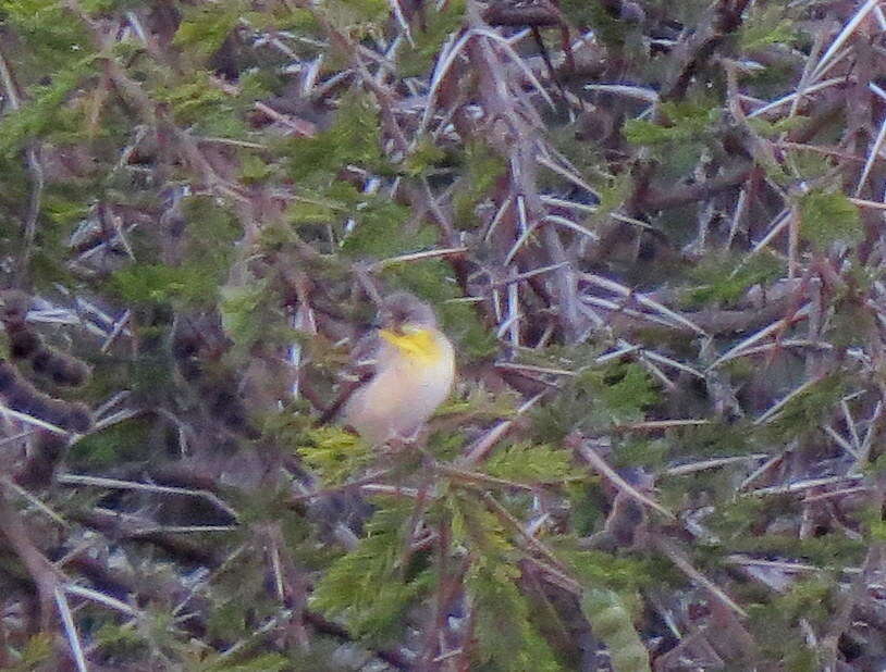 Image of Lemon-breasted Canary