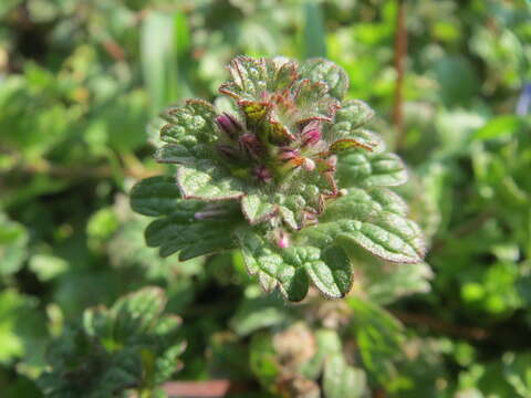 Image of common henbit