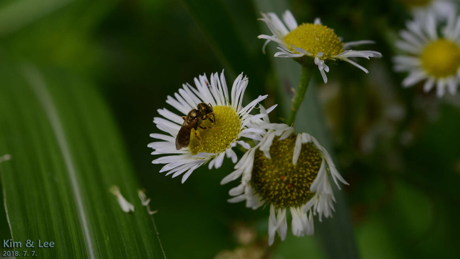 Halictus aerarius Smith 1873 resmi