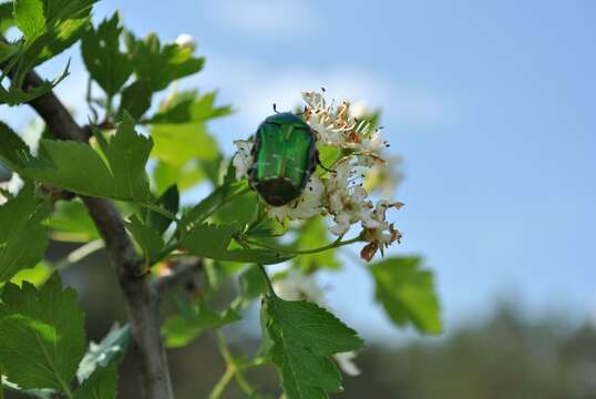 Image of Cetonia