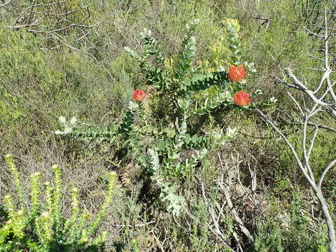 Image of red pincushion-protea