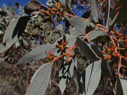 صورة Eucalyptus trivalva Blakely