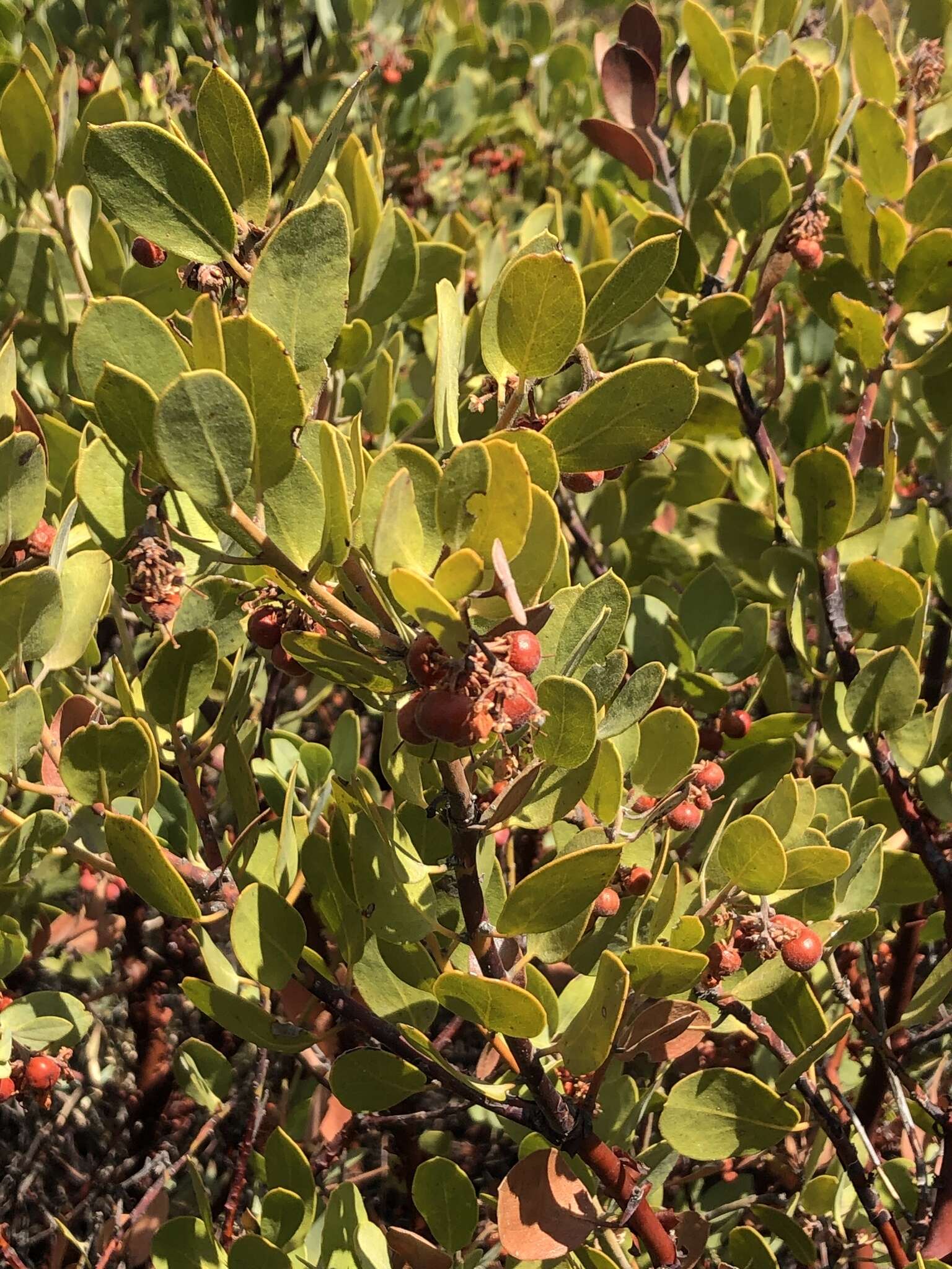 Imagem de Arctostaphylos glandulosa subsp. gabrielensis (P. V. Wells) J. E. Keeley, M. C. Vasey & V. T. Parker