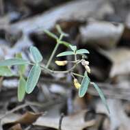 Image of Texas snoutbean