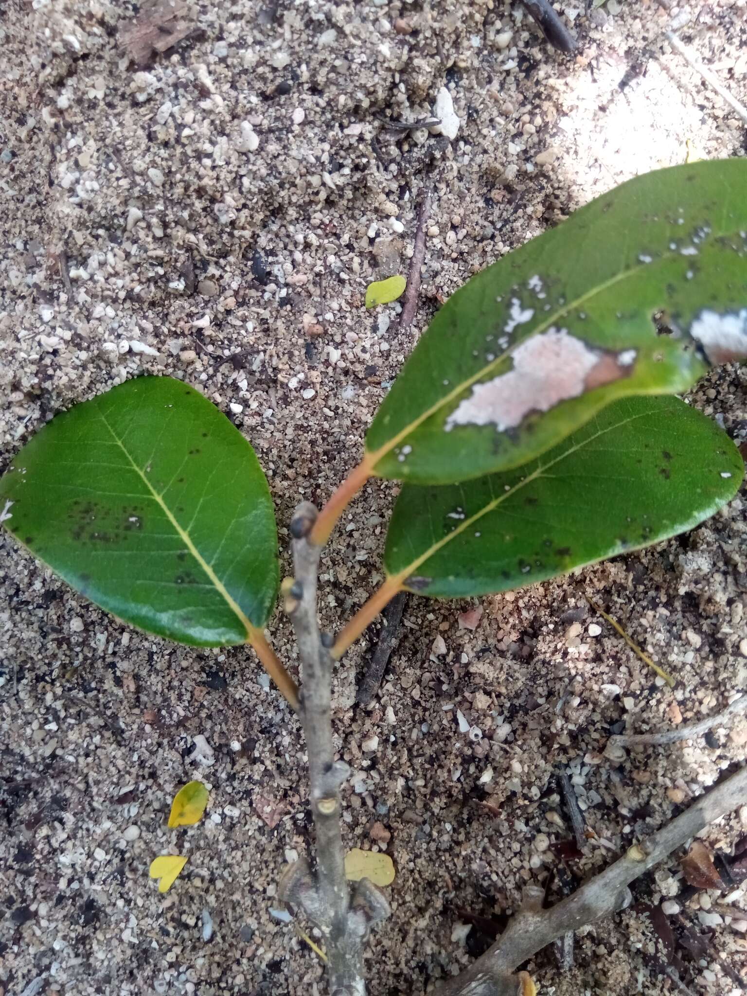 Sivun Diospyros vescoi Hiern kuva